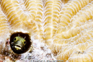 "Hi! I'm really cute!"

A blenny peeks out from its hom... by Susannah H. Snowden-Smith 